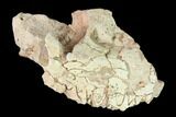 Oreodont (Merycoidodon) Jaw Section - South Dakota #146172-1